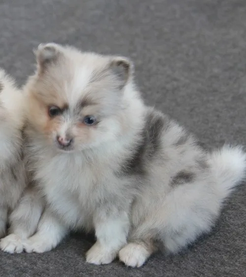 Super teacup poms pups