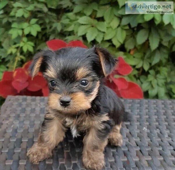 yorkie puppies