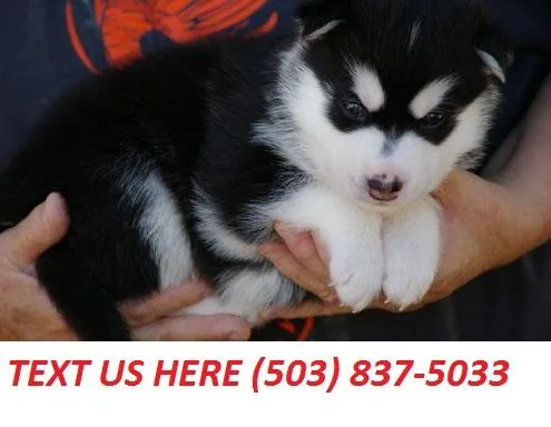 Siberian Husky-puppy