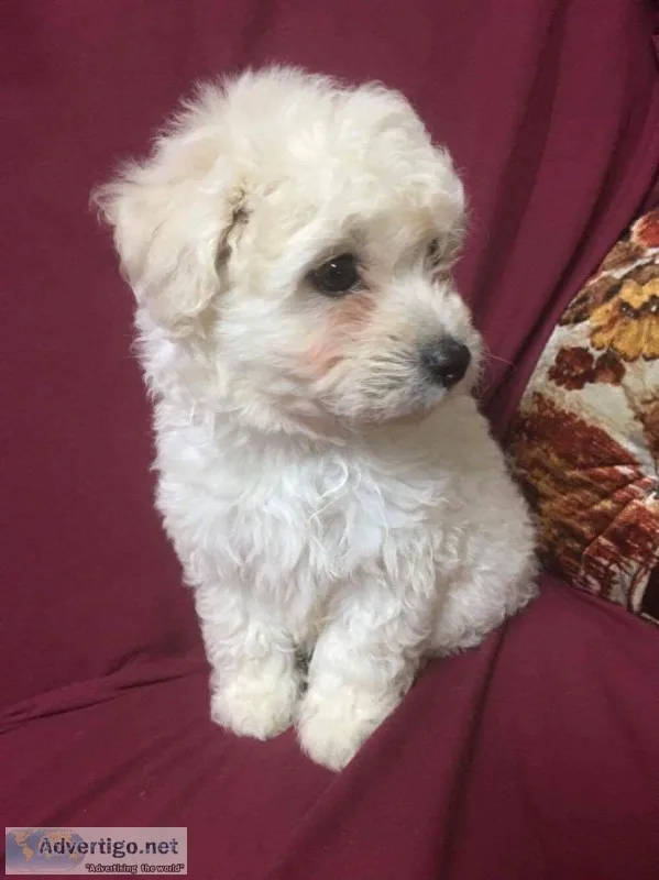 French male toy poodle