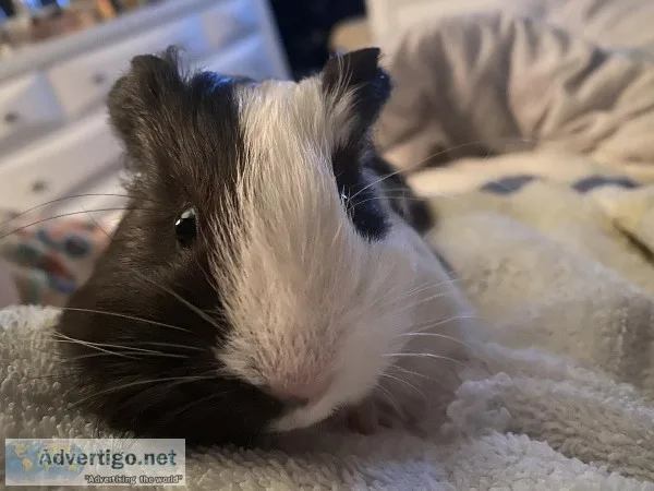 Guinea pigs