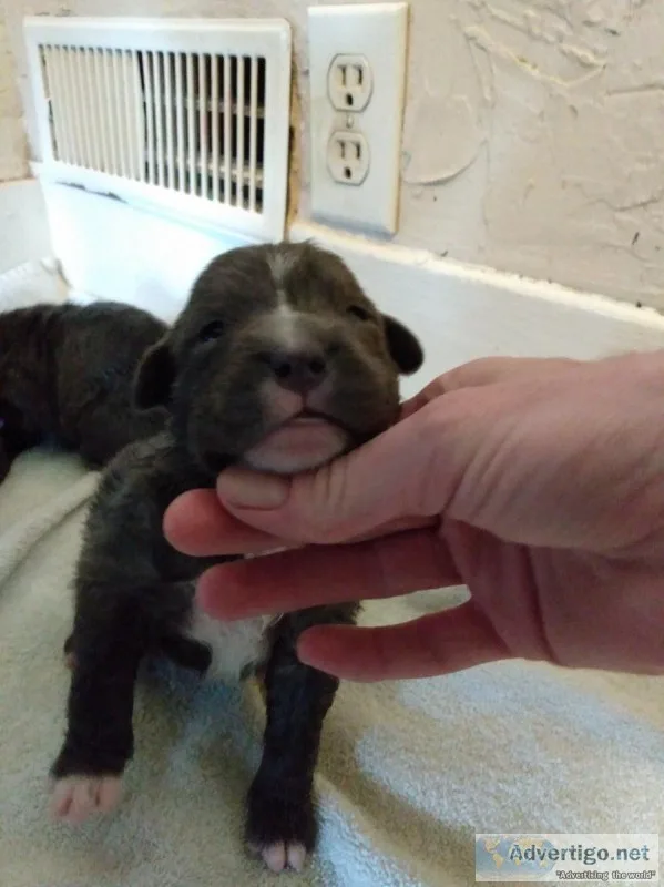 Pitbull puppies XL