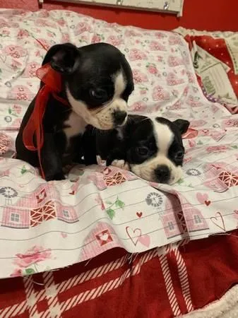 Boston Terrier Puppies