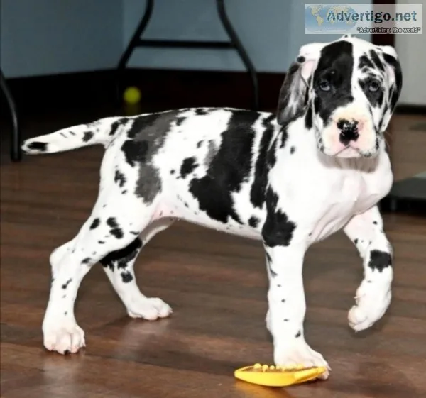 Great Dane puppies for sale