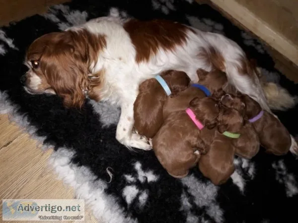 Toy Poodles pups