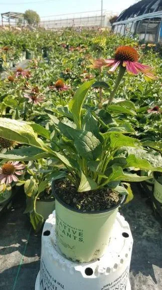 Echinacea Green Twister Coneflower for Sale - 1 Gallon