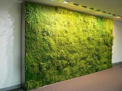 Searching Grass wall