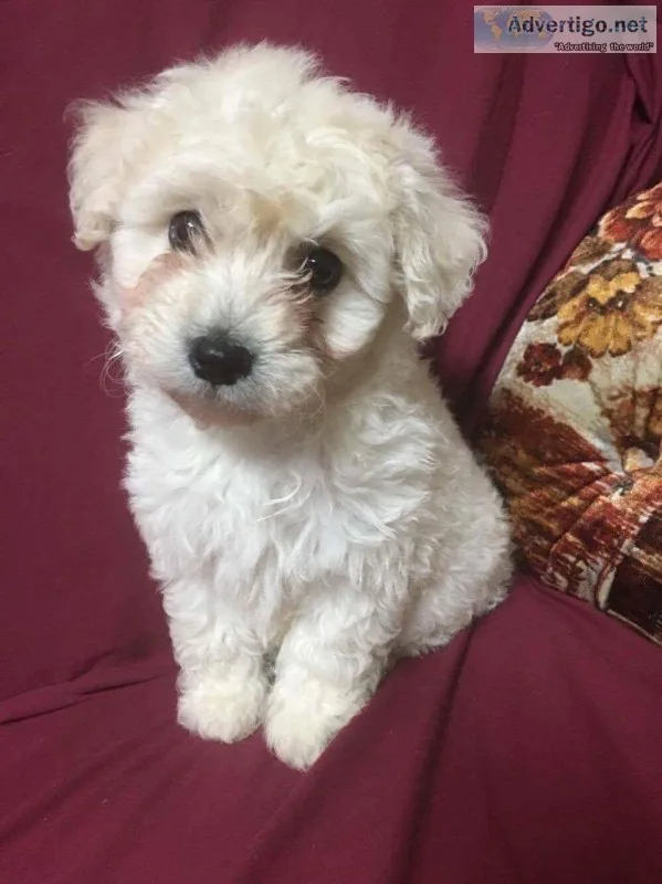 French male toy poodle