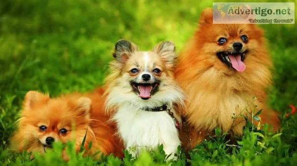 Top 10 cutest small dog breeds in the world