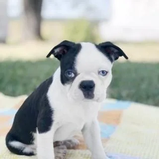 BOSTON TERRIER PUPPIES