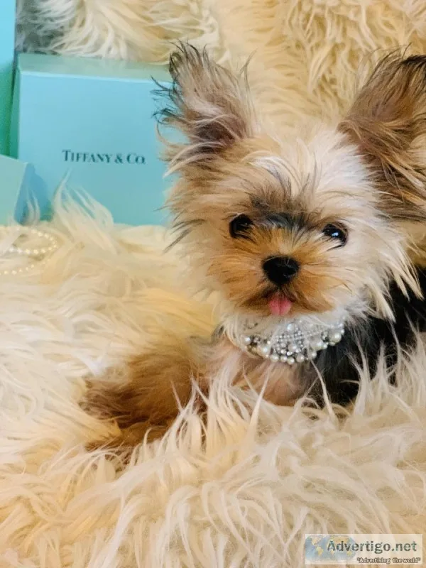 Baby Yorkies