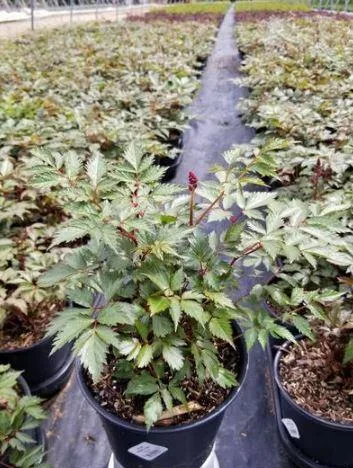 Purchase Fanal Astilbe Plant - 1 Gallon Pot Online