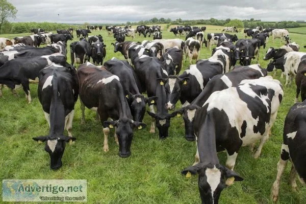 Holstein Heifers available Now