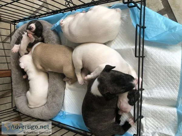 English Pitbull Terrier