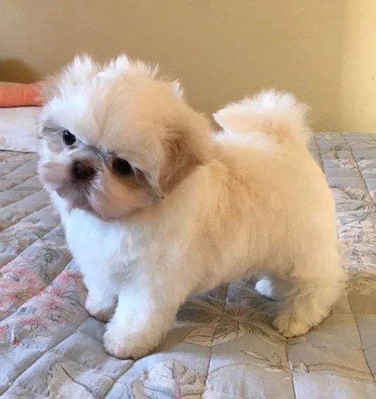 Shih Tzu Puppies