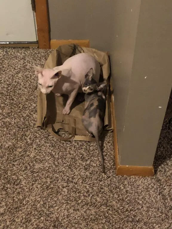 Friendly sphynx kittens