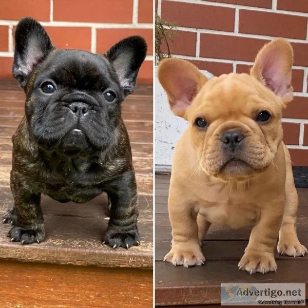 Quality French Bulldog Puppies.