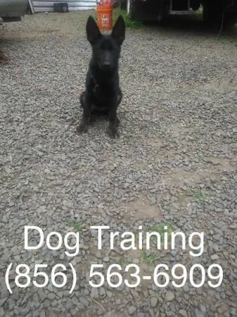 We control out-of-control dogs and puppies