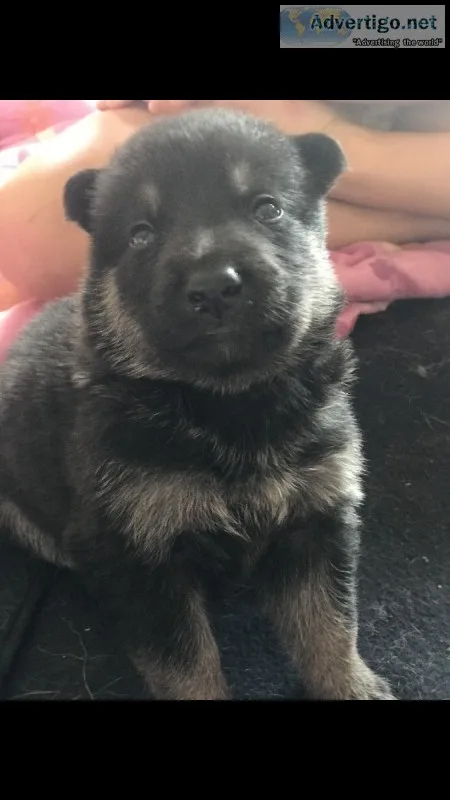 German Shepherd-Alaskan Malamutes