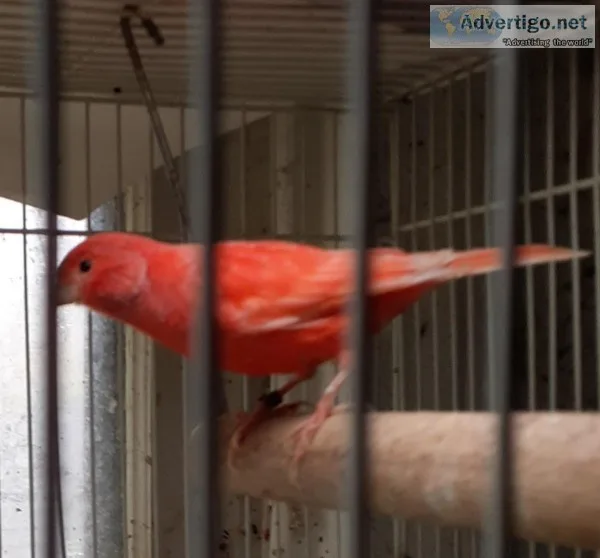 Canaries for sale