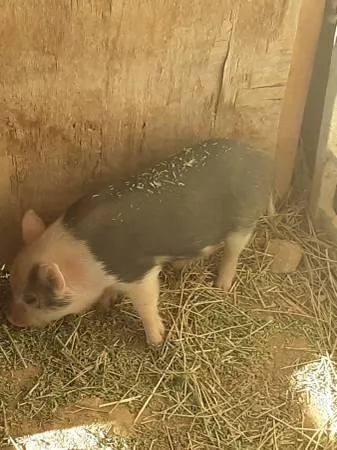 Baby Potbelly Pigs