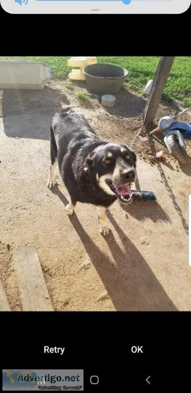 Dog to a good home.