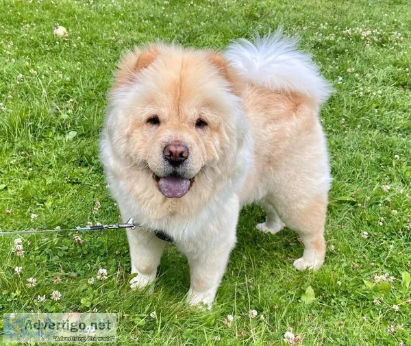 Chow Chow Female pup