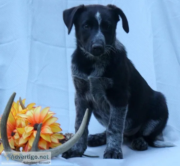 Roder Male Blue Heeler Mix