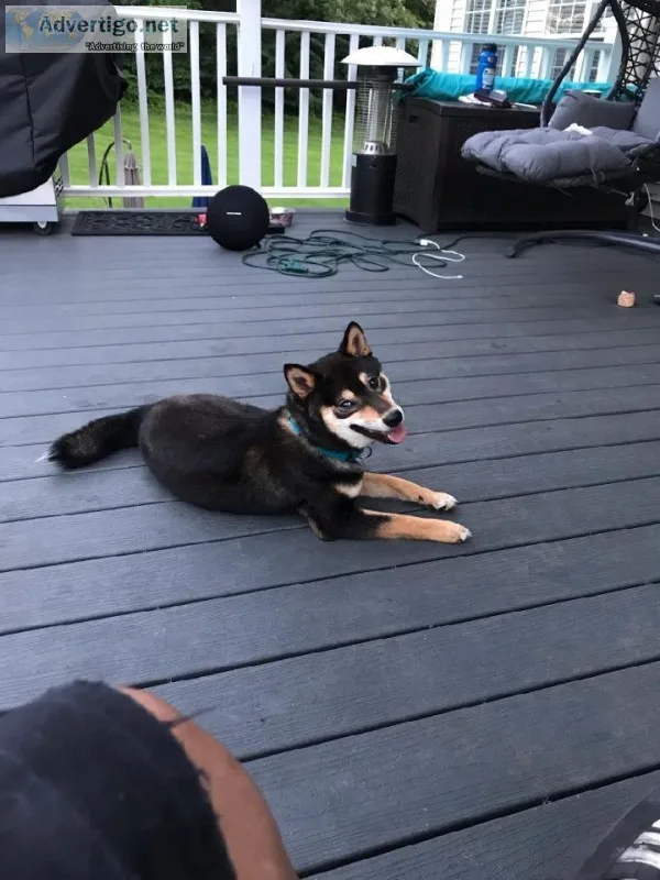 Lost Service Dog