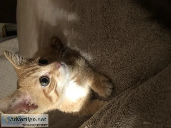 9 week old tabby kitten