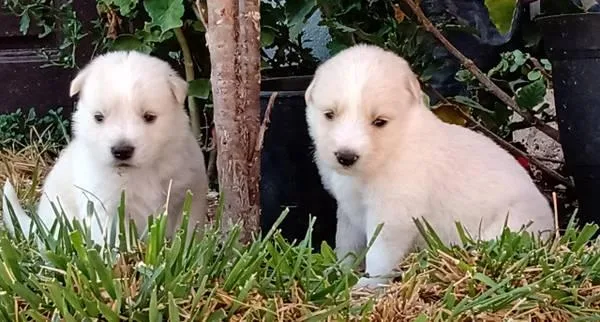 Swiss German Shepard Puppies