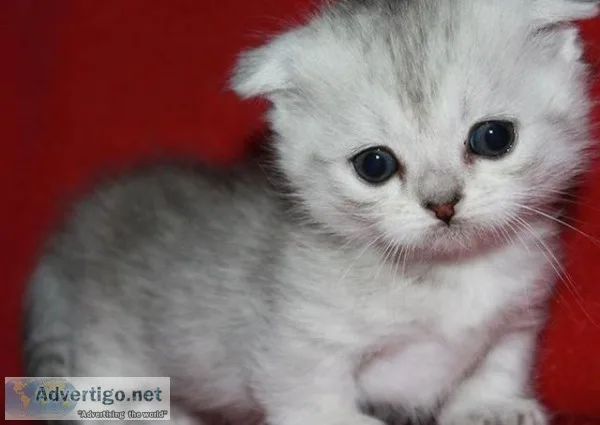  Home raised Munchkin kittens ready 