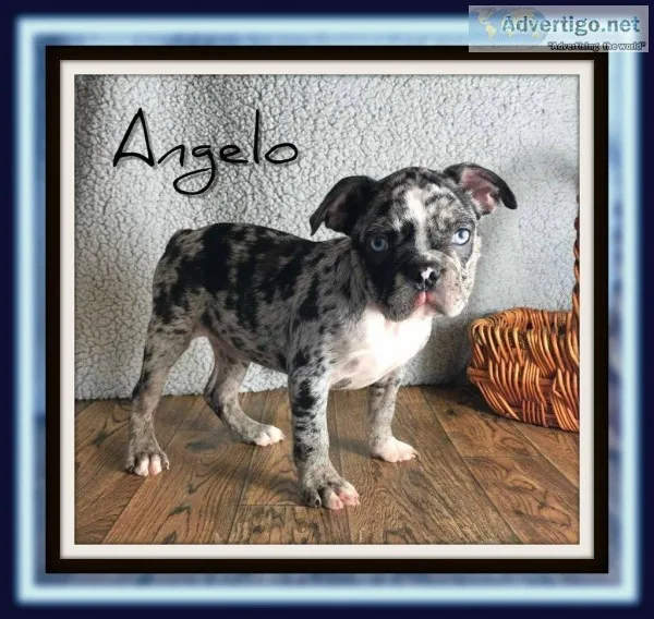 Angelo Male Frenchton