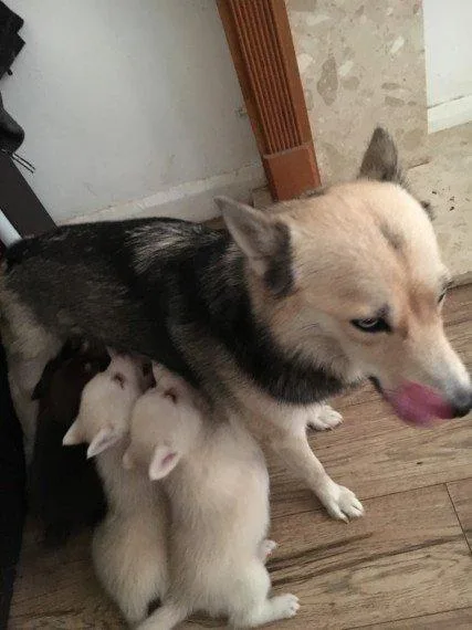POMSKY pups