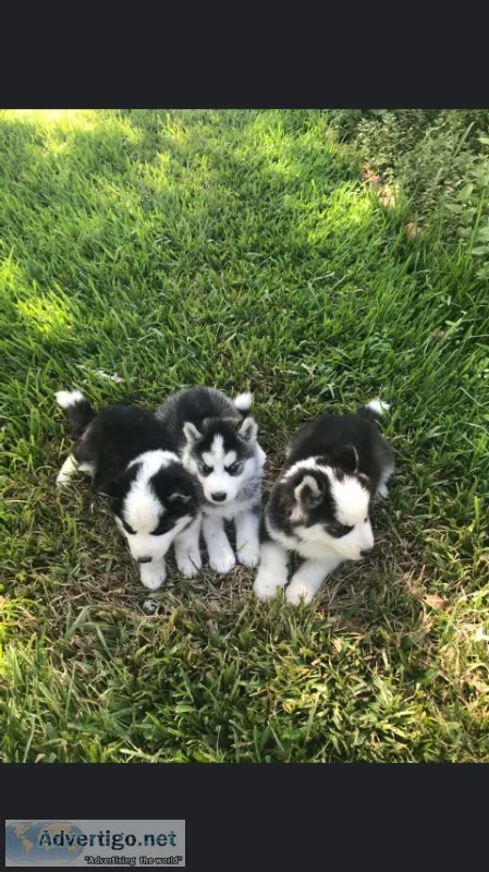 Aluskie pups for sale