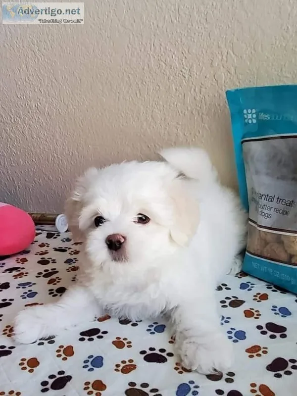 POTTY TRAINED MALTESE PUPPIES