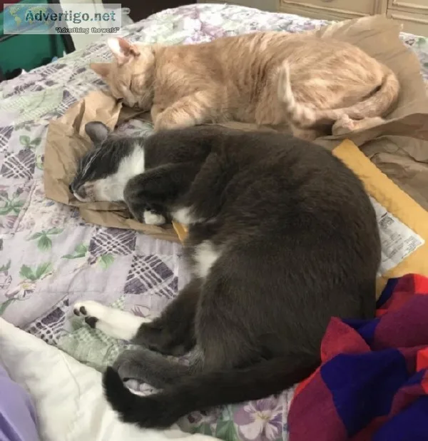 2 Cats for FREE for a GOOD Home