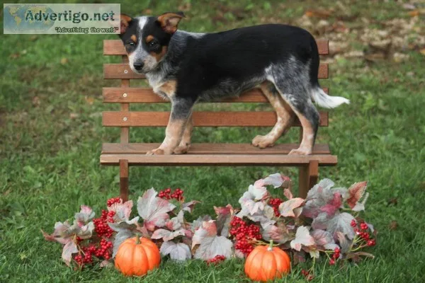 Ruthie Female Blue Heeler Mix