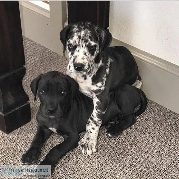Dane Puppies