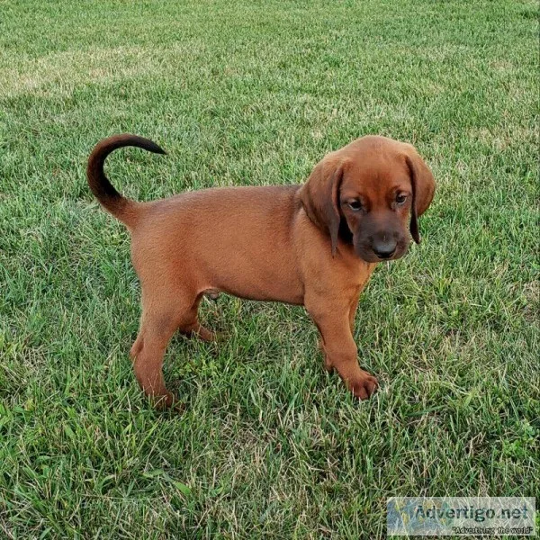 Male Red bone Coon Hound puppy
