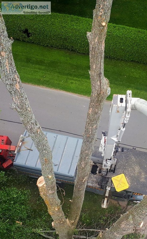 Tree removal service in port perry