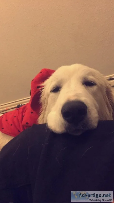Great Pyrenees Stud Wanted