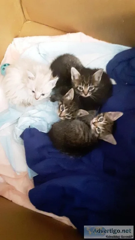 Kittens
