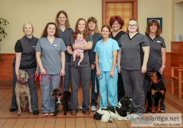 Pets Dental Health Package Services