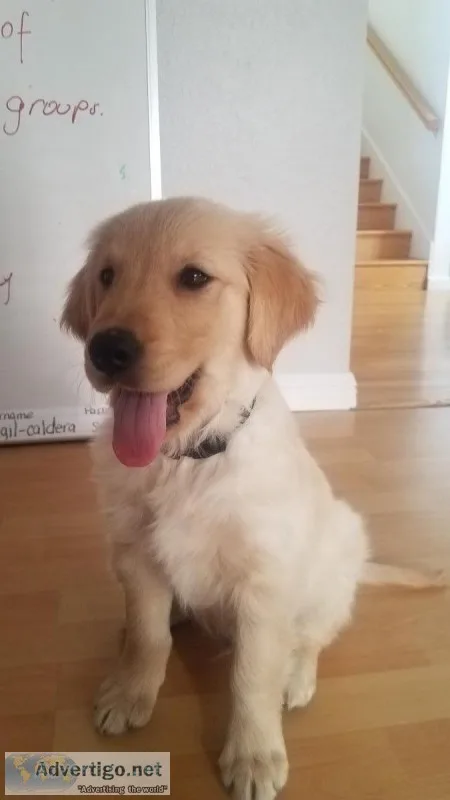 Golden Retriever puppy for sale.