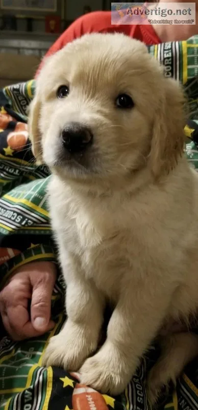 Golden Retriever AKC puppies for sale