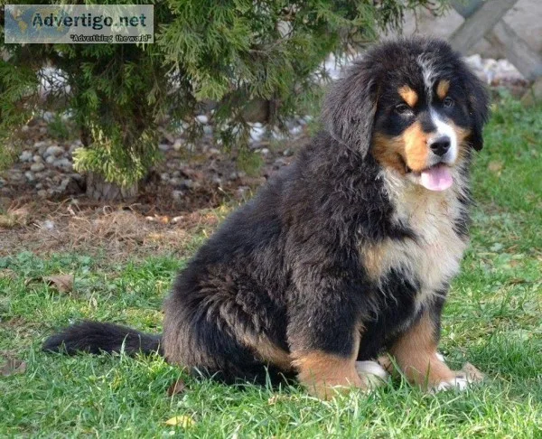 bmd
