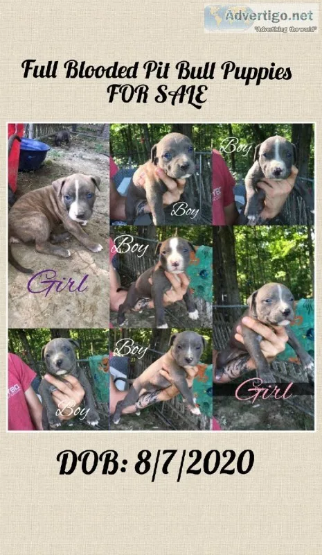 Full blooded bully pups