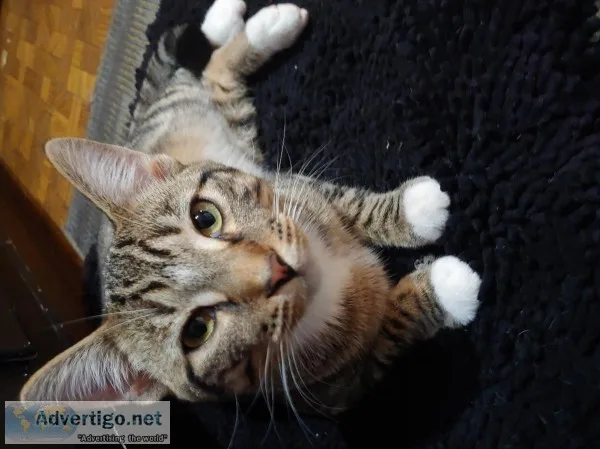 3 adult cats and 7 kittens to good home