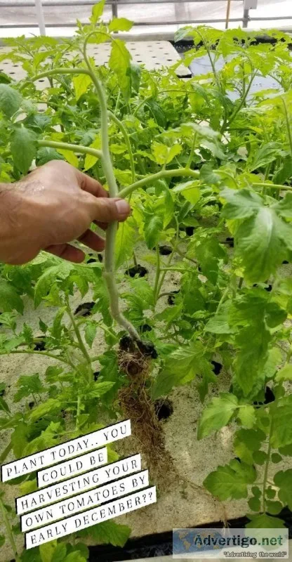 2ft Tall Tomato Plants Transplant Ready